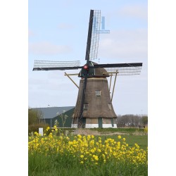 Hank - Zuidhollandse Molen 02