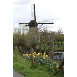 Werkendam - Vervoornemolen 02